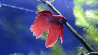 Betta Fish Dream  Fluval Spec Aquarium  Relaxing Tranquil Meditation [upl. by Aihsela]