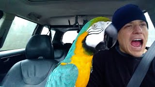 The FUNNIEST Parrots 🦜 🤣 Best Compilation [upl. by Nido]