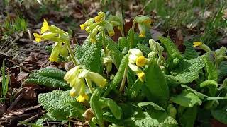 Cowslip A Visual Delight of Its Fragrant and Cheerful Spring Blooms [upl. by Bettzel]