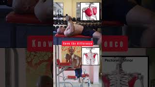 quotChest Press vs Chest Dips Which is Best for Youquot [upl. by Dane]