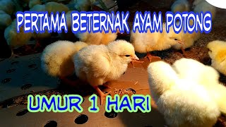 awal beternak ayam potong umur 1 hari [upl. by Ybur]