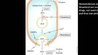 03 cholinergic transmission amp acetylcholine  Autonomic Pharmacology [upl. by Lehte560]