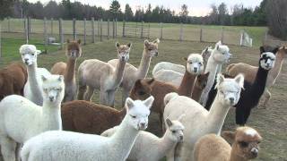 Funny Alpaca Video  Talking Alpacas Say Fiber is Better Than Wool [upl. by Anirhtak]