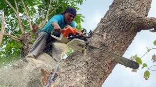 Fastest skill cutting down 2 huge trees with strongest chainsaw ‼️ [upl. by Dorwin]