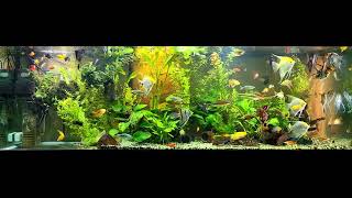 angelfish community tank [upl. by Akim]