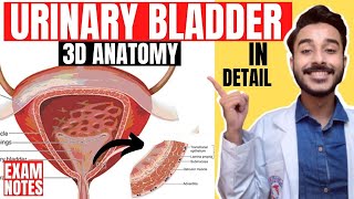 urinary bladder anatomy 3d  anatomy of urinary bladder relations  relations urinary bladder [upl. by Idissak]