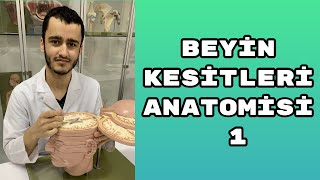 Beyin Kesitleri Anatomisi 1 [upl. by Greene]