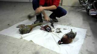 Skinning Pheasants in seconds bird cleaning [upl. by Barra552]