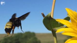 Hiking the Tallgrass Prairie National Preserve [upl. by Imre554]