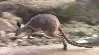 飛び跳ねるシマオイワワラビー （多摩動物公園）Jumping Wallaby [upl. by Ttennej]