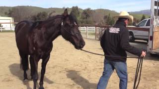 Fixing a horse that rushes off the trailer [upl. by Lucias]