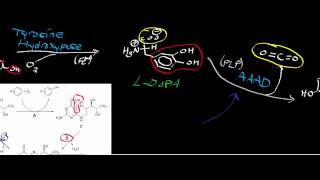 Biochemistry  Catecholamine Biosynthesis from Tyrosine [upl. by Notfilc]