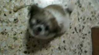 Shih tzu puppy Barking [upl. by Hait]