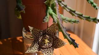 How I take care of succulent Stapelia Orbea variegata [upl. by Anieral774]