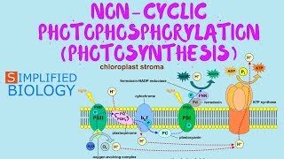 NON CYCLIC PHOTOPHOSPHORYLATION for NEET AIIMS AIPMT JIPMER PREMED [upl. by Susanne]