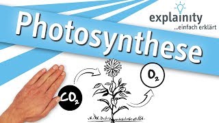 Photosynthese einfach erklärt explainity® Erklärvideo [upl. by Ahsieyt386]