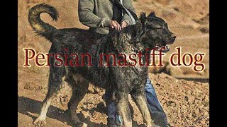 Persian mastiff dog [upl. by Ipoillak26]