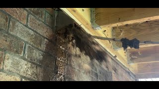 ABSOLUTELY DISGUSTING Seriously Cleaning a Dryer Vent almetaldryervent satisfying diy fyp [upl. by Nalced]