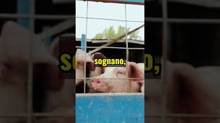 Cosa NON SAI sugli MAIALI Scopri i fatti più INCREDIBILI fatti biologia animali curiosità [upl. by Mortimer248]