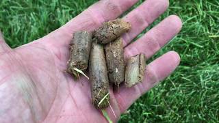 How to aerate and seed tall fescue grass turf basic 101 [upl. by Thynne50]