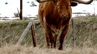 Colorado Rancher Documentary FULL [upl. by Ellennahc312]