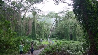 ワイキキから程近い「 マノア滝・トレイル 」を歩いてみました。： Manoa Falls Trail  ぶらり旅ハワイ [upl. by Eldreda]