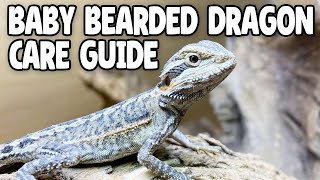 Baby Bearded Dragon Care [upl. by Carlina]