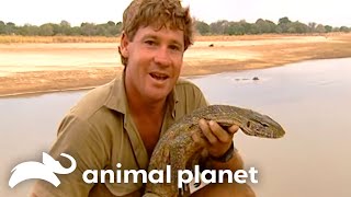 Steve Irwins Unbelievable Encounter with Nile Crocodiles  Crocodile Hunter  Animal Planet [upl. by Signe]