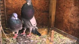 Blue Bar Pouter Pigeon [upl. by Rego725]