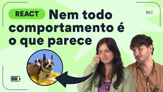 O que é pacing Entenda comportamentos de cachorro no react  Petz TV [upl. by Ailyt]