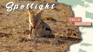 Warthogs and rhinos warming up to greet the Waterberg  Safari Spotlight 34 [upl. by Dumas]