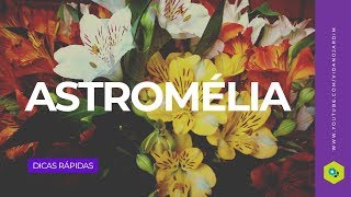 Astromélia [upl. by Arndt]