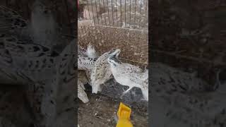 Snowflake bobwhite quail [upl. by Marguerie]