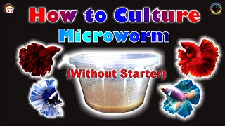 HOW TO CULTURE MICROWORM Without a Starter [upl. by Rolecnahc]