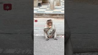 Monkey Eating Ice Cream surabhikitchen shorts youtubeshorts monkey monkeys monkeyvideo [upl. by Caresse]