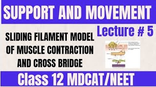 SLIDING FILAMENT MODEL OF MUSCLE CONTRACTION AND CROSS BRIDGE FORMATION LECTURE 5  CLASS 12 [upl. by Naga715]