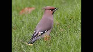 waxwing call [upl. by Aleac]