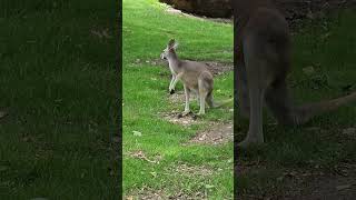 Kangaroos at the St Louis Zoo May 2024 [upl. by Eeresed656]