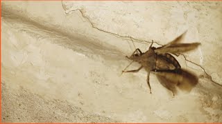 Brown marmorated stink bug insects bug bettle nature youtube [upl. by Yeleek922]