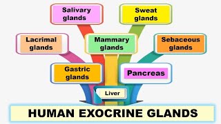 Human exocrine glands  Pancreatic Salivary Sweat Lacrimal Mammary Sebaceous and Gastric glands [upl. by Jule]