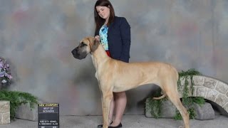 The story of a woman and her first show dog  with Eric Salas [upl. by Marsiella]