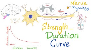 The StrengthDuration Curve  Nerve Physiology [upl. by Arimay]