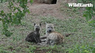 WildEarth  Sunset Safari  15 November 2023 [upl. by Yanrahc]