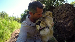 How A Lion REALLY Roars AskMeg  The Lion Whisperer [upl. by Binny556]