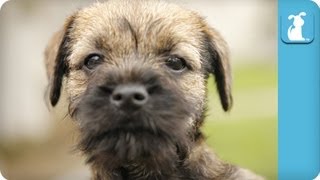 Border Terrier Puppies Running Around  Puppy Love [upl. by Martina]