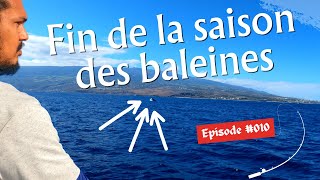 Fin de la Saison des Baleines  De la Bonite Partout  Pêche en mer La Réunion [upl. by Laktasic]