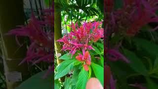 Aphelandra Sinclairiana plants plants flower flowers flowersofinstagram nature naturelovers [upl. by Enilrahc71]