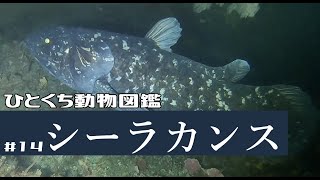 ひとくち動物図鑑 １4 シーラカンス VOICEROID解説 [upl. by Kezer]