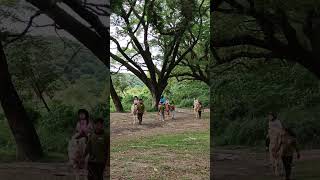 Horse back riding at El Kabayo Clarkfield Pampanga shortsvideo elkabayo horseride nature [upl. by Saerdna]