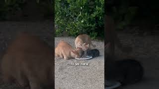 Feral Momma Cat Gets The Last Laugh 😹 [upl. by Ayhtin]